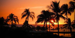 98450-resort-tree-dusk-palm_tree-dawn-x750